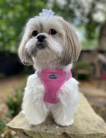 American River Poop Bag Holder -Candy Pink