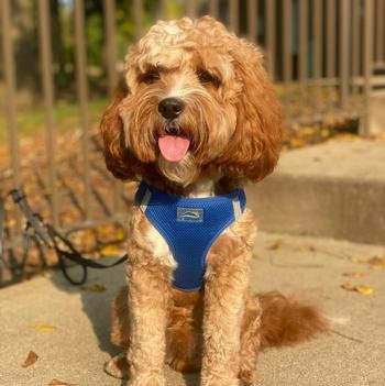 American River Poop Bag Holder - Cobalt Blue